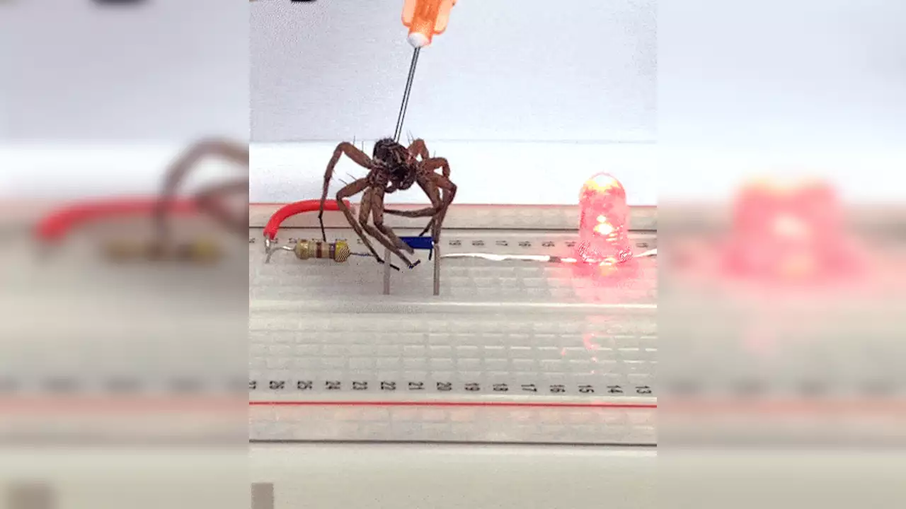 Scientists are turning dead spiders into robots, the tech is called 'necrobotics' [WATCH]